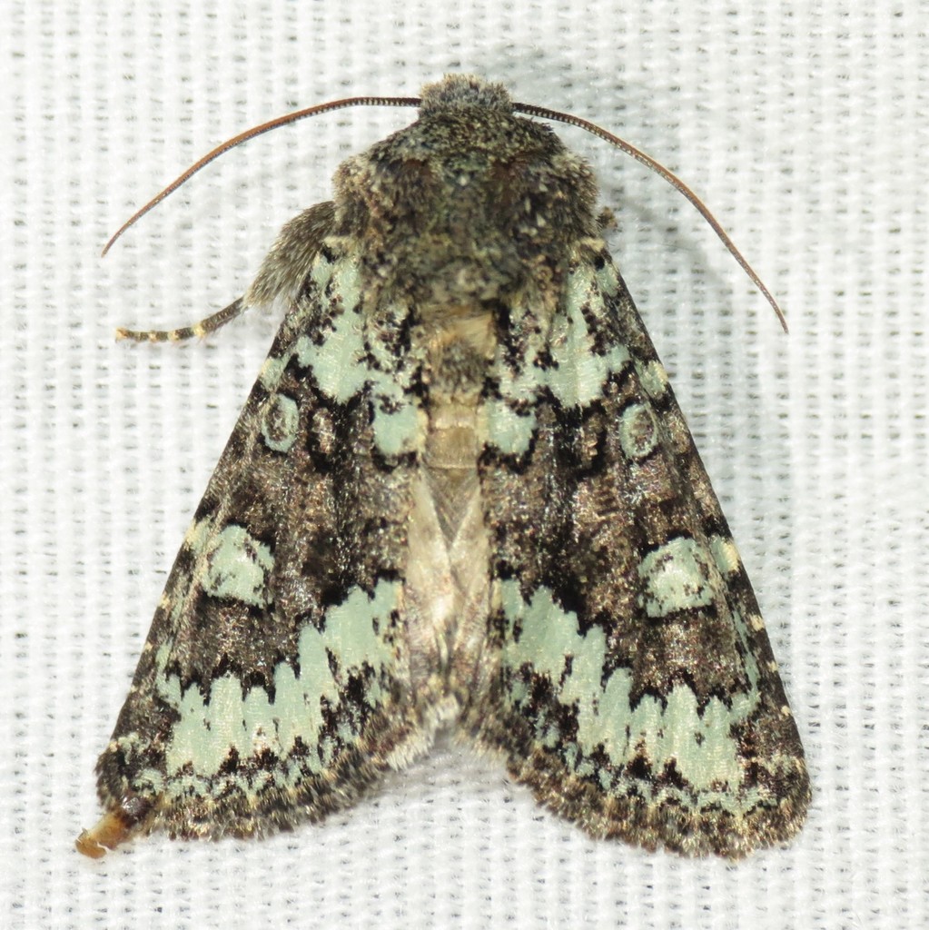 Paramiana perissa