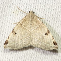 Neoterpes graefiaria