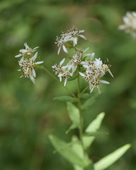 Sericocarpus oregonensis