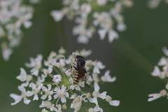 Ectemnius lituratus