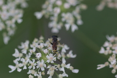 Ectemnius lituratus