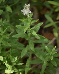 Sericocarpus oregonensis