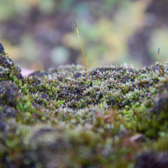 Aloina rigida