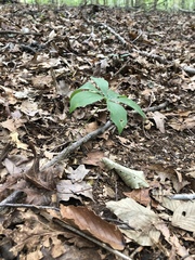 Medeola virginiana
