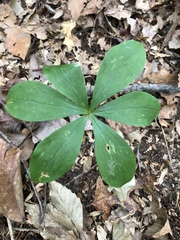 Medeola virginiana