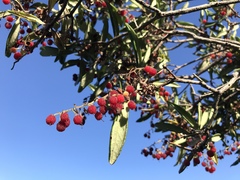 Comarostaphylis diversifolia diversifolia