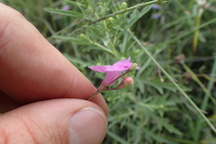 Agalinis oligophylla