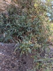 Berberis haematocarpa