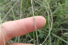 Agalinis oligophylla