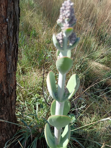 Image of Kalanchoe thyrsiflora by (c) Hildegard Klein, some rights reserved (CC BY)
