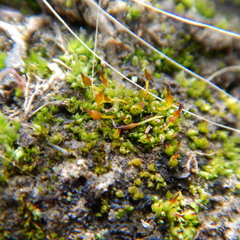 Pterygoneurum ovatum