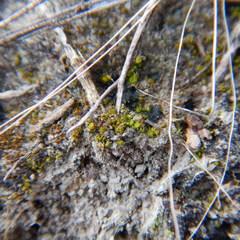 Pterygoneurum ovatum