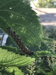 Polygonia interrogationis