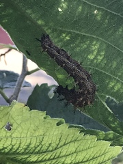 Polygonia interrogationis