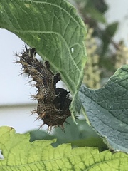 Polygonia interrogationis