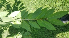 Prunus serotina salicifolia