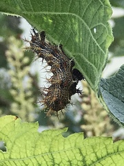 Polygonia interrogationis