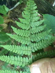 Dryopteris intermedia