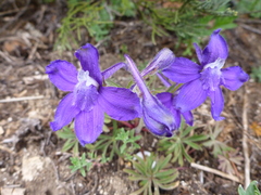 Delphinium bicolor