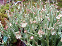 Cladonia maxima