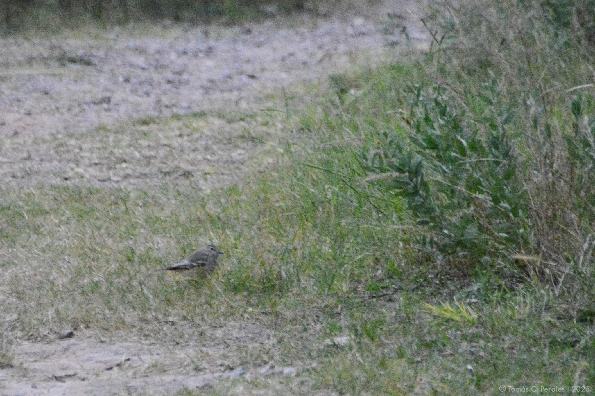 Lesser Shrike-Tyrant (Agriornis murinus), photo 3