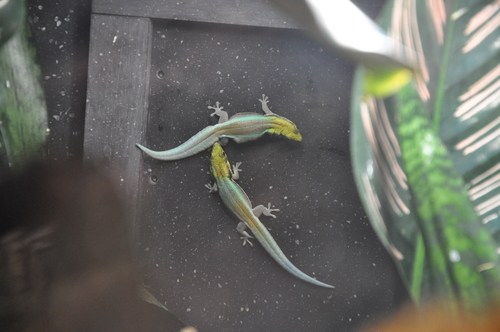 Klemmer's Day Gecko