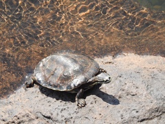 Phrynops williamsi