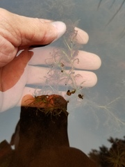 Potamogeton spirillus