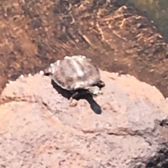 Phrynops williamsi
