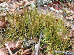 Cladonia maxima