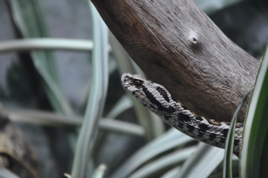 Wagner's Viper