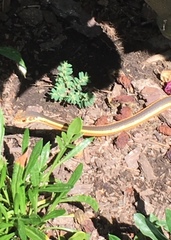 Masticophis lateralis euryxanthus