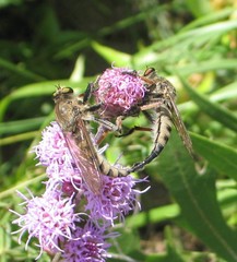 Promachus vertebratus