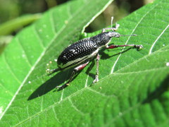 Aulametopus marginellus