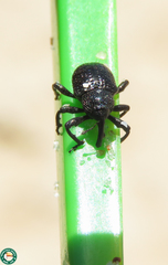 Chalcodermus aeneus