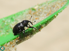 Chalcodermus aeneus