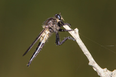 Promachus painteri