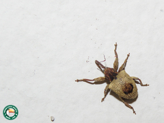 Collabismus clitellae