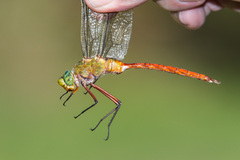 Anax longipes