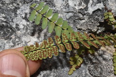 Asplenium resiliens image