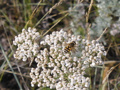 Helophilus neoaffinis