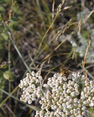 Helophilus neoaffinis