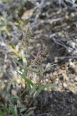 Penstemon gormanii