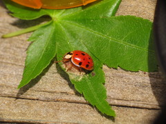 Dinocampus coccinellae