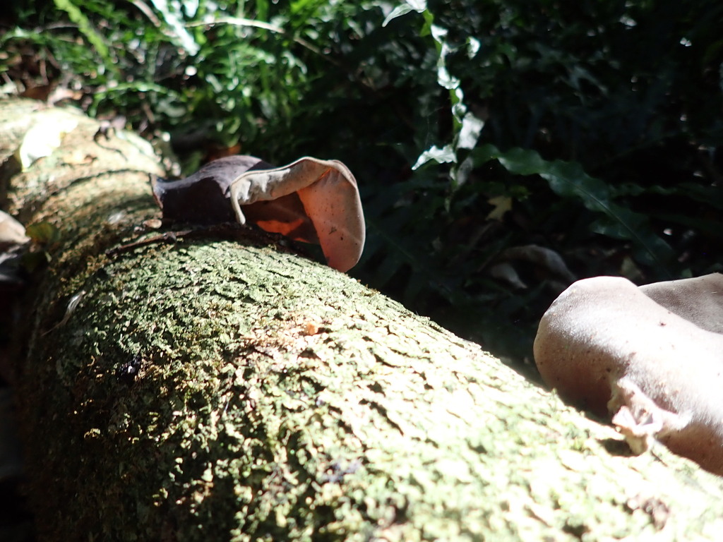 Auricularia cornea · April 2025 · photo: © arnim (iNaturalist, cc-by)
