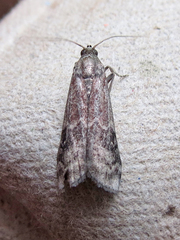 Euzophera semifuneralis