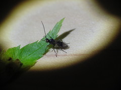 Dinocampus coccinellae paralysis virus