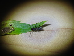 Dinocampus coccinellae