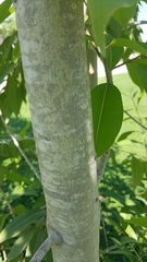 Prunus serotina salicifolia