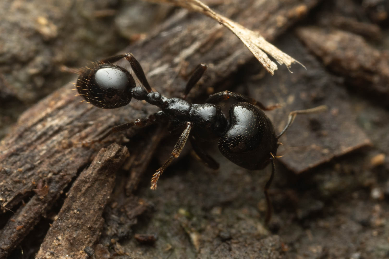Chelaner bicornis